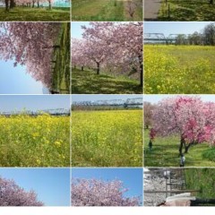 ラクラク写真を加工！写真ふんわり PhotoFluffyを使ってみませんかのサムネイル