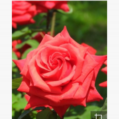 お気に入りの画像に可愛く文字入れ！「Pictory」のサムネイル