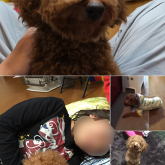 共有アルバム作成アプリ『Moments』のご紹介のサムネイル