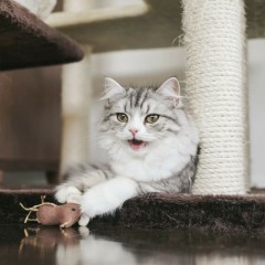 画像加工＆投稿アプリ「cameran」のサムネイル