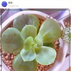 GreenSnapで観葉植物ファンと繋がろう！のサムネイル