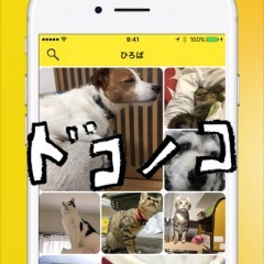 迷子探しにも対応・犬猫好きが集まる写真アプリ「ドコノコ」のサムネイル