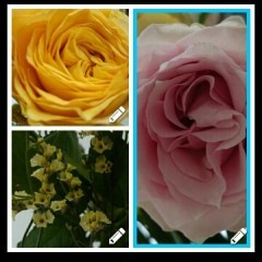 複数の写真を美しくまとめる！シンプル＆高機能の無料コラージュアプリ「Pic Stitch」のサムネイル