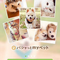 「犬や猫のかわいい動物写真満載～パシャっとmyペット～」癒し効果抜群！ペット写真満載アプリのサムネイル