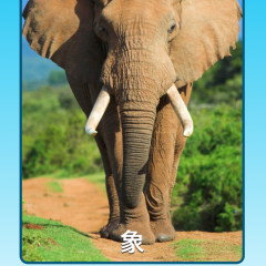 「Zoo Sounds Lite - A Fun Animal Sound Game for Kids」を親子で楽しもうのサムネイル