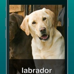 「Aipoly Vision」・目の不自由な人に、画像認識したものの名称や色を教えるアプリのサムネイル