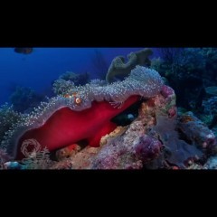 インターネット上にある動画をダウンロードして再生できるアプリ Cloud Video Player Proのサムネイル