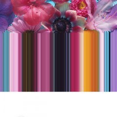 「StripeCam - stripe image and movie -」は、写真や動画をストライプ柄にするアプリのサムネイル