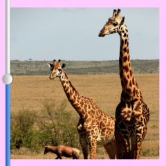 「痩せカメラ -Piggy Camera-」～もうブタちゃんと言わせない？！写真の縦横比変更アプリのサムネイル