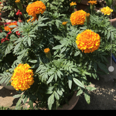 「ProCam 4」iPhoneでデジタルカメラの機能を使えるアプリのサムネイル