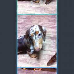 「FrameMagic Lite - All In One Collage Maker」画像や動画を自由自在にアレンジ！のサムネイル