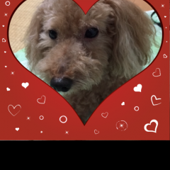 「AceCam Romantic Greeting-Photo Effect for Instagram」でラブリーな写真を撮ろうのサムネイル