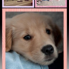 「Ace Photo Jus Frame （Pro）」お気に入りの写真をフレーム加工で素敵にセンスアップしよう！のサムネイル