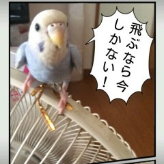 「プリプリまろん mini　～写真デコレーション～」ふきだしのつけられる写真加工アプリ！Twitterにも楽々投稿！のサムネイル