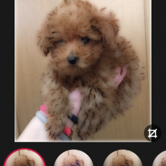 「Gloomlogue」あなたの写真がイラスト風に変身のサムネイル