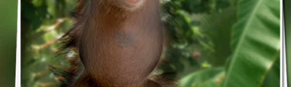 楽しいアニマル フォト 動物と合成しておもしろい写真が撮れます Iphone Android対応のスマホアプリ探すなら Apps