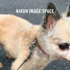 「NIKON IMAGE SPACE」アプリで思い出の写真を共有しよう！のサムネイル