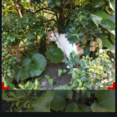 「写真切り取り」は、画像を正方形や長方形に切り抜いたり、写真をデコレーションできるアプリのサムネイル