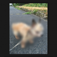 「BlurCamera -ぼかしカメラ 簡単に写真加工できちゃう / 自撮りの背景ぼかしにも」で簡単に写真をぼかそう！のサムネイル