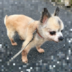 「MOSAIQUE シンプルモザイク - ぼかし加工」で、見せたくないものは隠しちゃおう！のサムネイル