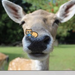 可愛いネコちゃんたちが写り込む無料カメラアプリ「ねこカメラ」のサムネイル