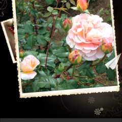 「QQ写真」で写真に色ニュアンスや太陽光などを加えたり、おしゃれなフレームにして加工してみましょう。のサムネイル