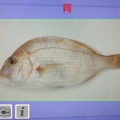 「教えて！魚」アプリを使えば魚釣りがもっと楽しくなる！のサムネイル