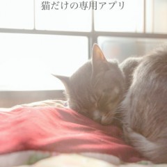 「ねこ好き専門アプリ necosta」猫好きのための猫写真満載アプリのサムネイル