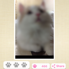 「ねこまみれ -かわいい猫写真が見放題！「ねこのきもち」公式アプリ-」猫写真がもりだくさん！癒しのSNSアプリのサムネイル