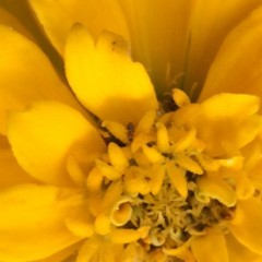 「Zoom Cam - Pinch to Zoom」は簡単、便利、きれいなズームカメラのサムネイル