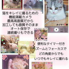 「にゃんかめ 高画質マナー(無音)カメラ 〜猫のためのデコアプリ〜」を使って愛猫のベストショットを押さえよう！のサムネイル