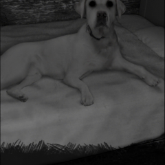 臨場感のあるホラーを体験できる「恐怖！美術館からの脱出：プレイルーム」のサムネイル