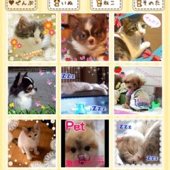 「ペットカメラ　いぬ・ねこ・ペットの写真をかわいくデコろう」可愛いペット写真が盛りだくさん！癒しのペット限定SNSのサムネイル