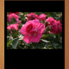 「バラのはがき」で、相手に素敵なバラ写真をプレゼントしよう！のサムネイル