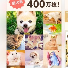 犬派大集合！犬が大好きな方必見のアプリ１０選！のサムネイル