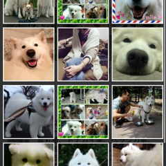 可愛いペットと暮らそう！ もふもふ動画・知識・ジョーク・育成…ペット関連アプリ10選のサムネイル