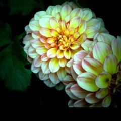 画集や写真集を楽しめるおすすめアプリ6選のサムネイル