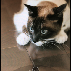 おすすめはどれ？静かな環境で使える無音カメラアプリ厳選6つのサムネイル