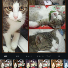 合成・分割で誰よりも目立つ写真を作るテクニック&おすすめ加工アプリ4選のサムネイル