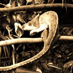 セピア写真加工で大人な雰囲気に変身！おすすめアプリ3選と初級・上級テクのサムネイル