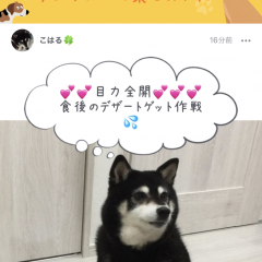 ペットがキューピット！？出会い系アプリでペット写真を使うポイントとは？のサムネイル