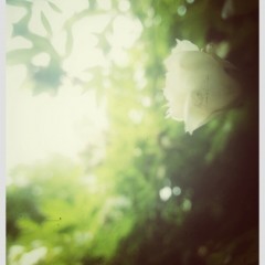 プロ並みの写真加工ができるアプリ「Snapseed」を使いこなす徹底ガイドのサムネイル