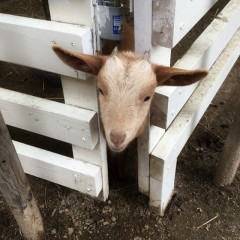 使わないタブレットを再利用！デジタルフォトフレームのおすすめアプリ2つのサムネイル